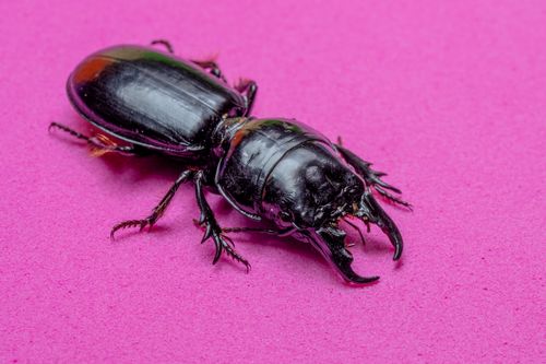 Free Macro shot of a stag beetle (Lucanidae) on a vivid pink background, highlighting its details. Stock Photo