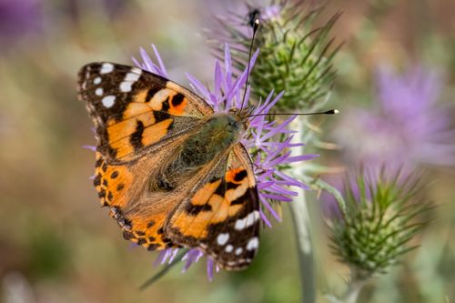 Free A close-up photo of a Painted Lady butterfly resting on a vivid purple thistle, captured in detail. Stock Photo