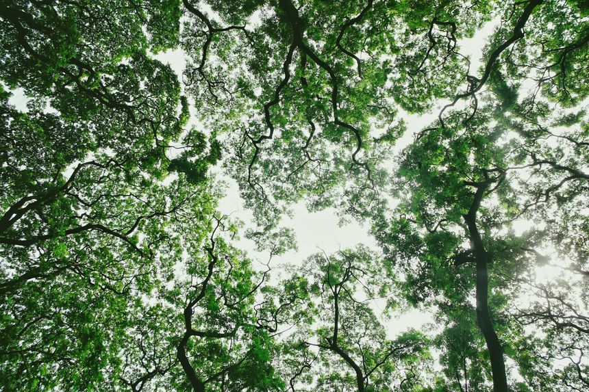 Looking up through a forest canopy — photo by Mico Medel on Pexels