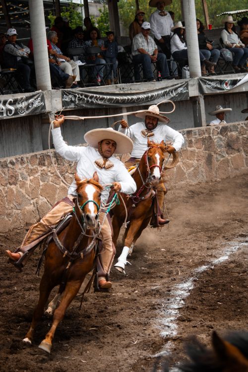 Free Action-packed scene of two charros skillfully riding horses at a traditional Mexican rodeo event. Stock Photo