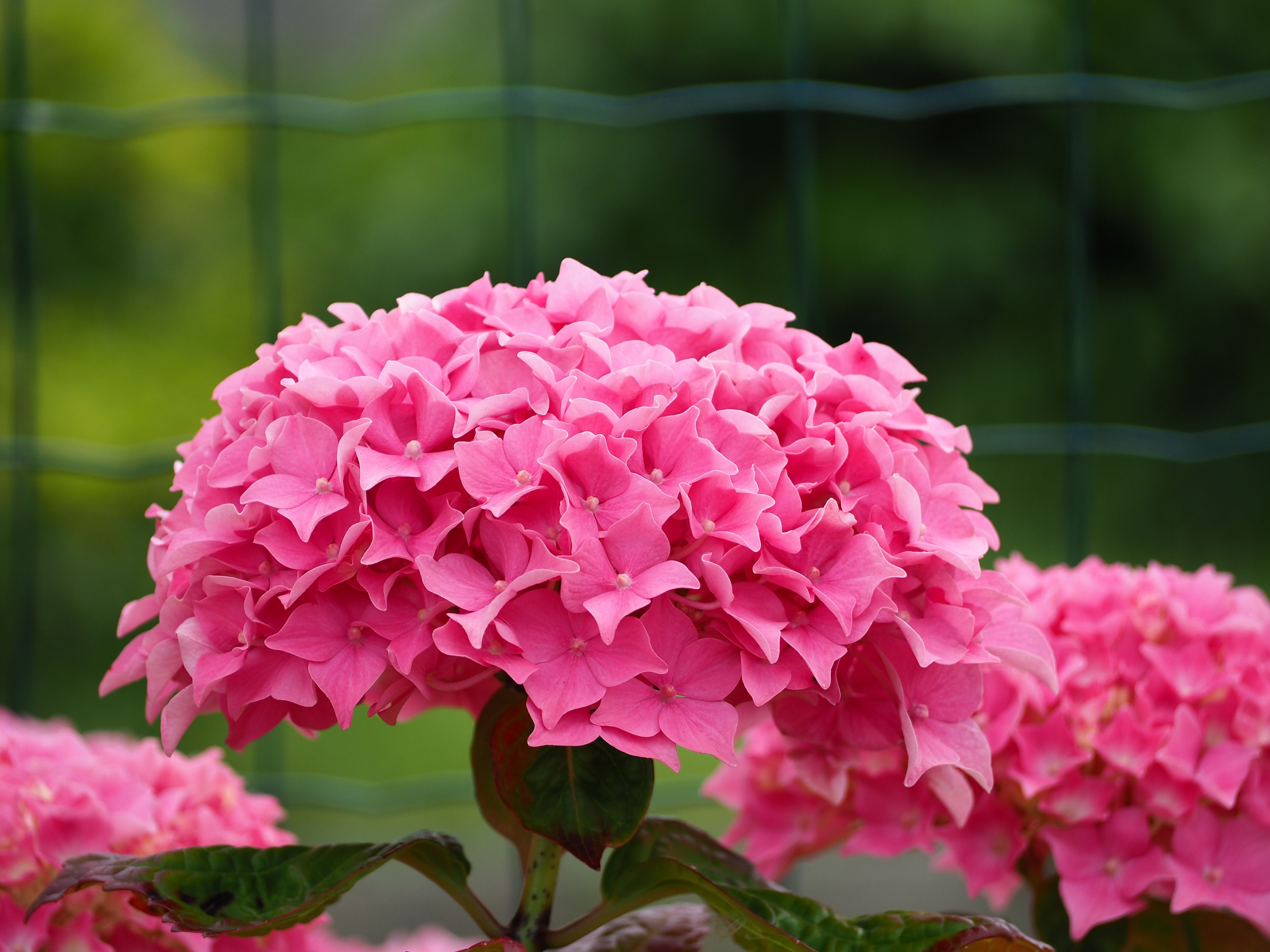 Blumen und Beetpflege