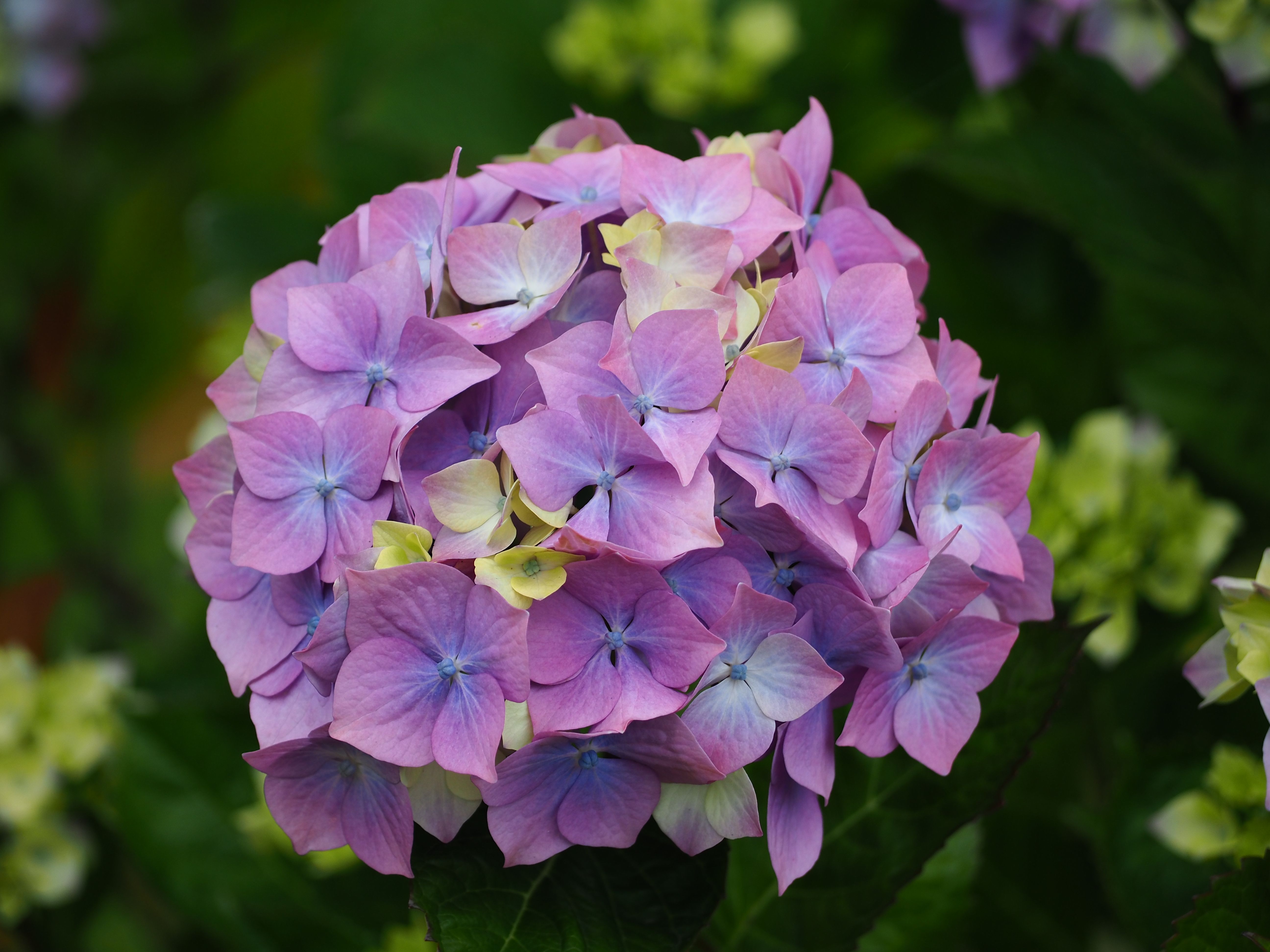 [ColoSach]-beautiful-purple-hydrangea-blossoms-in-full-bloom,-showcasing-intricate-petal-details.