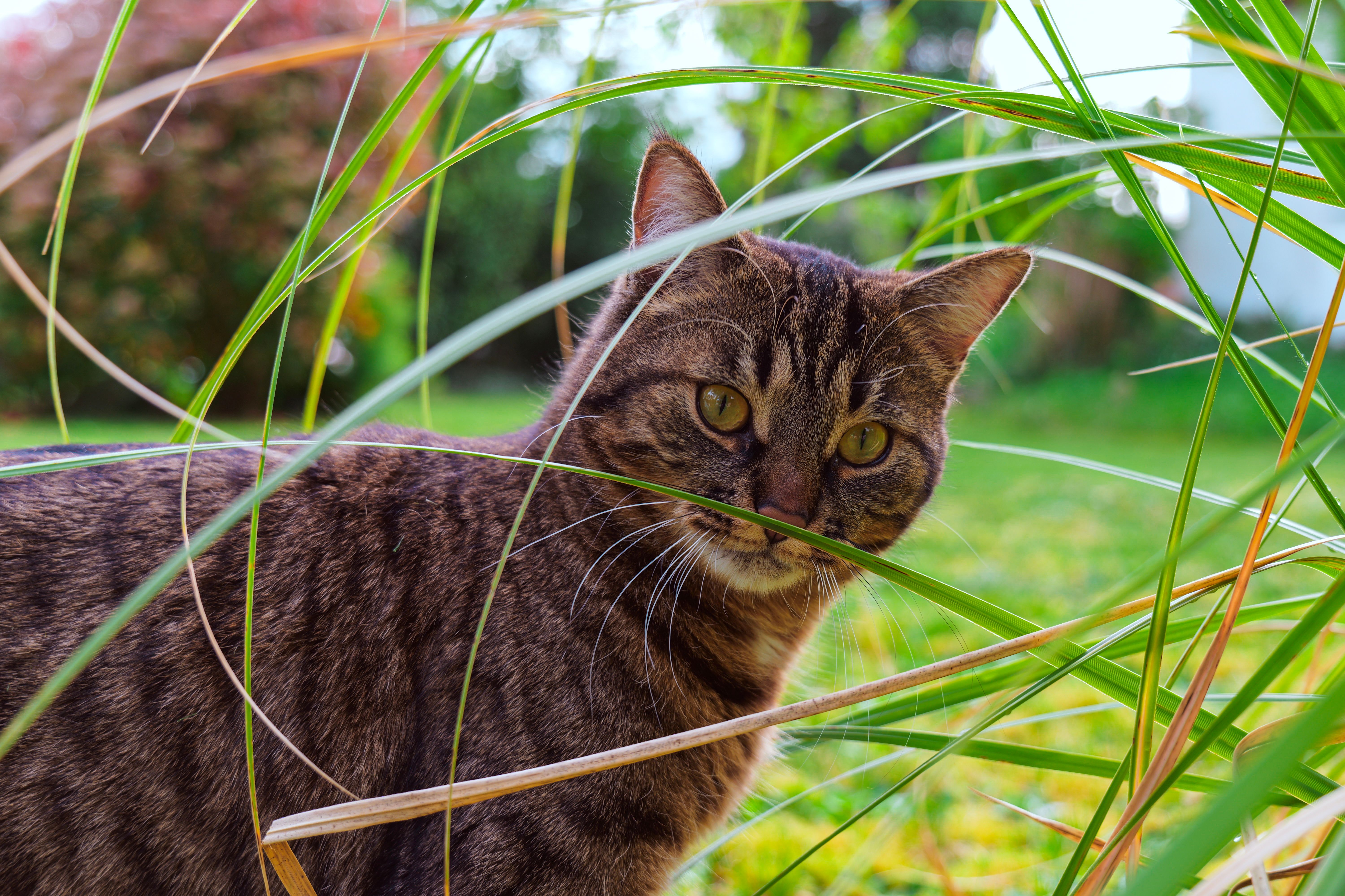 Paws and profits: adoro Pet Insurance names chief business development officer and other updates — Photo by Hugo Poullain on 