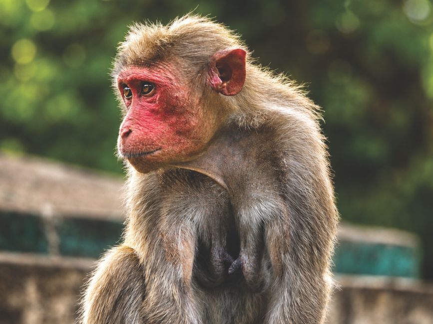 Portrait of a rhesus macaque with red face sitting outdoors in Karnataka, India.