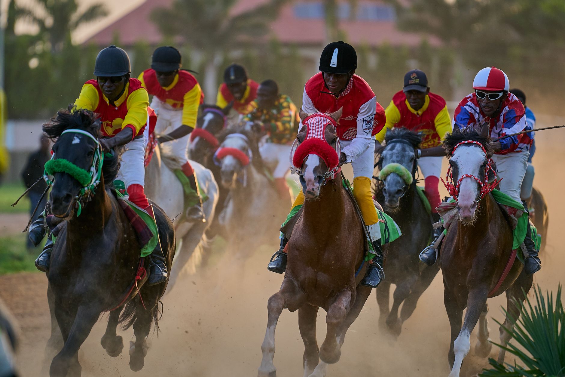South African racehorses leaving the starting gates under golden morning light