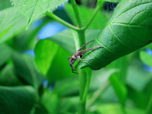 Free Close-up of a crab spider resting on a vibrant green leaf in a natural setting. Stock Photo