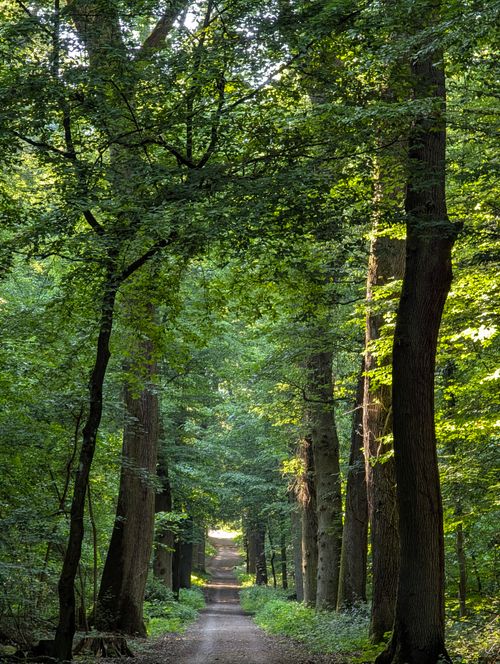 Free A tranquil forest path surrounded by dense, lush green trees during the day. Stock Photo