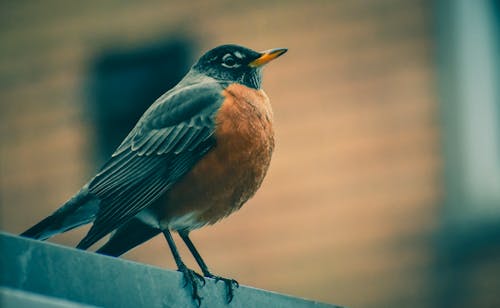 Flaches Fokusfoto Des Schwarzen Und Braunen Vogels