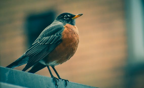 这是一张美国知更鸟栖息的特写照片，羽毛鲜艳，细节清晰