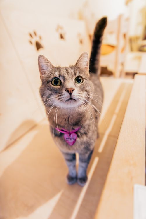 Free A charming close-up of a grey tabby cat with a pink collar indoors. Stock Photo