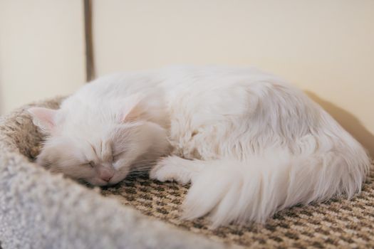 Fluffy white Persian cat peacefully sleeping in a textured, cozy pet bed indoors.