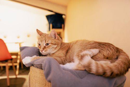 Free A ginger tabby cat comfortably lounging indoors on a soft blanket, creating a cozy atmosphere. Stock Photo
