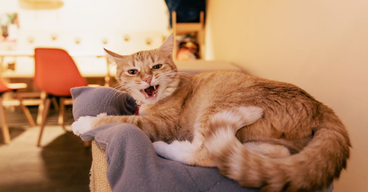 Comprendre son chat : que veut dire son comportement ?