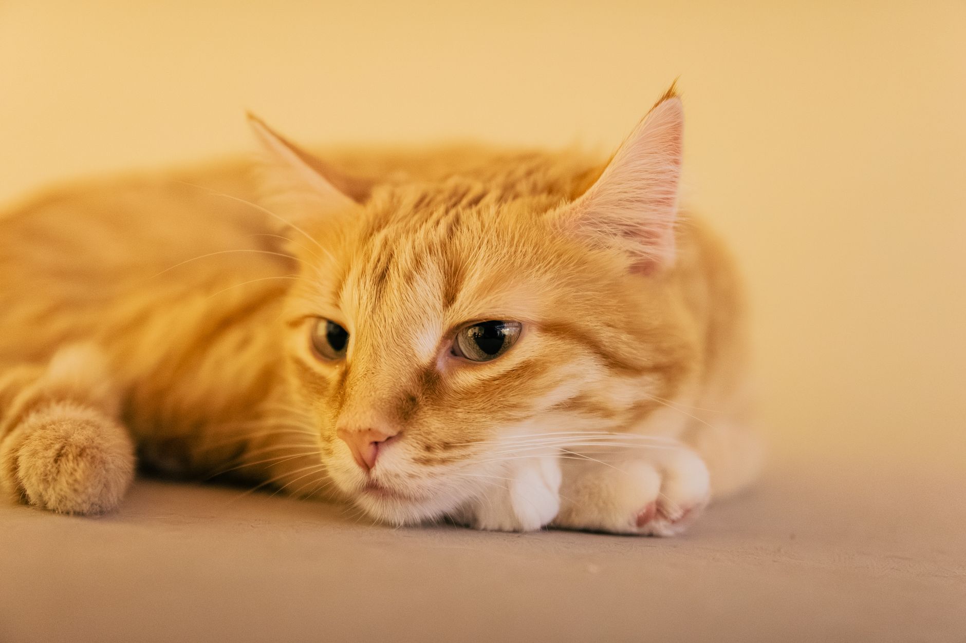 A cat undergoing diagnostic blood testing at a veterinary clinic