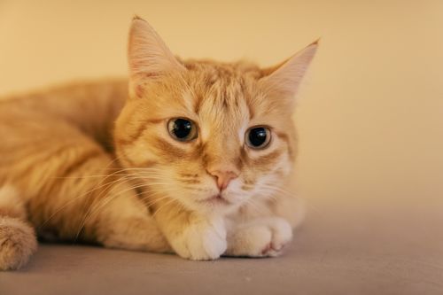 Free A cozy ginger cat lying down indoors, looking calm and serene. Stock Photo