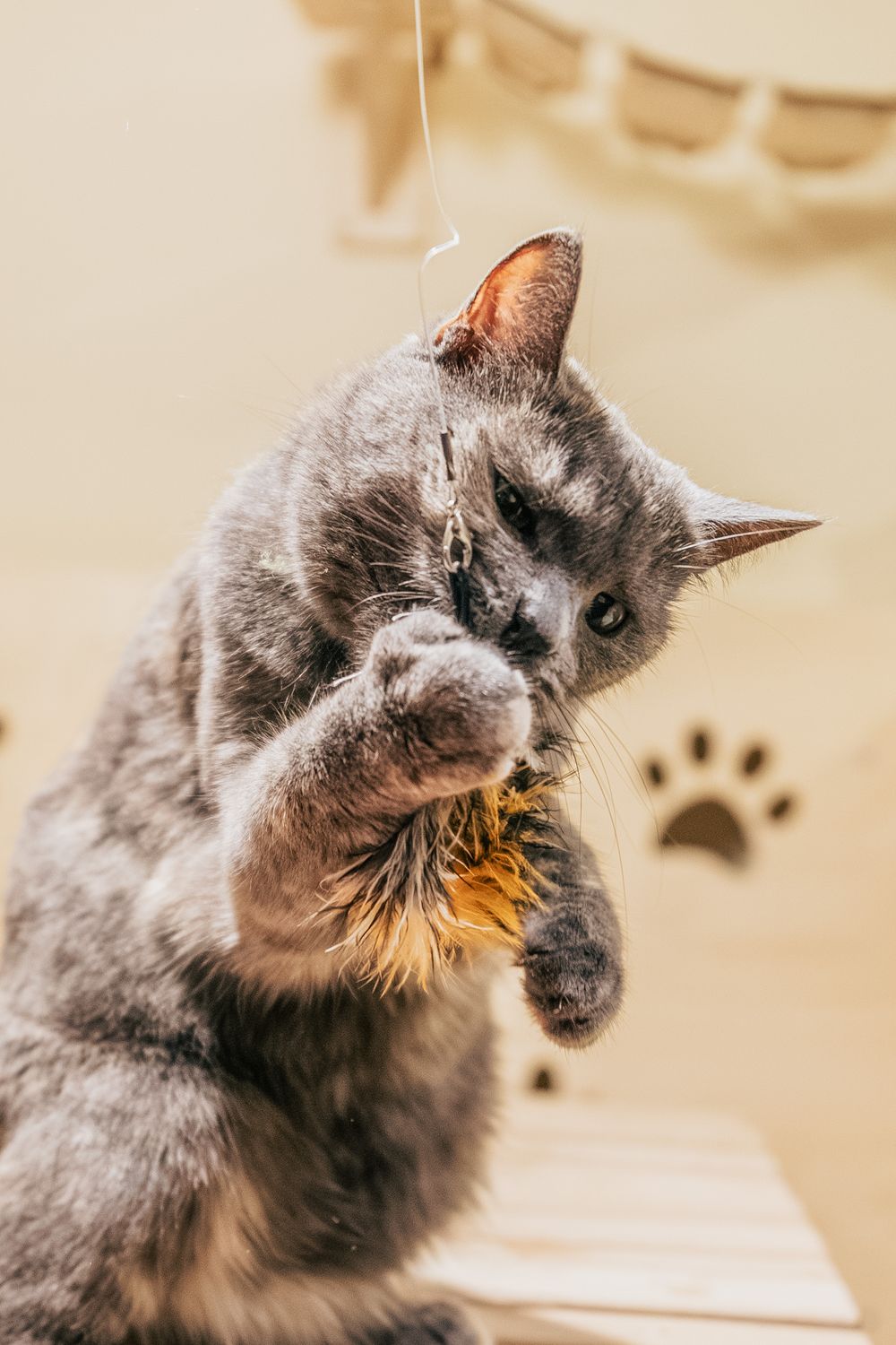 Gray indoor cat actively playing with a feather toy