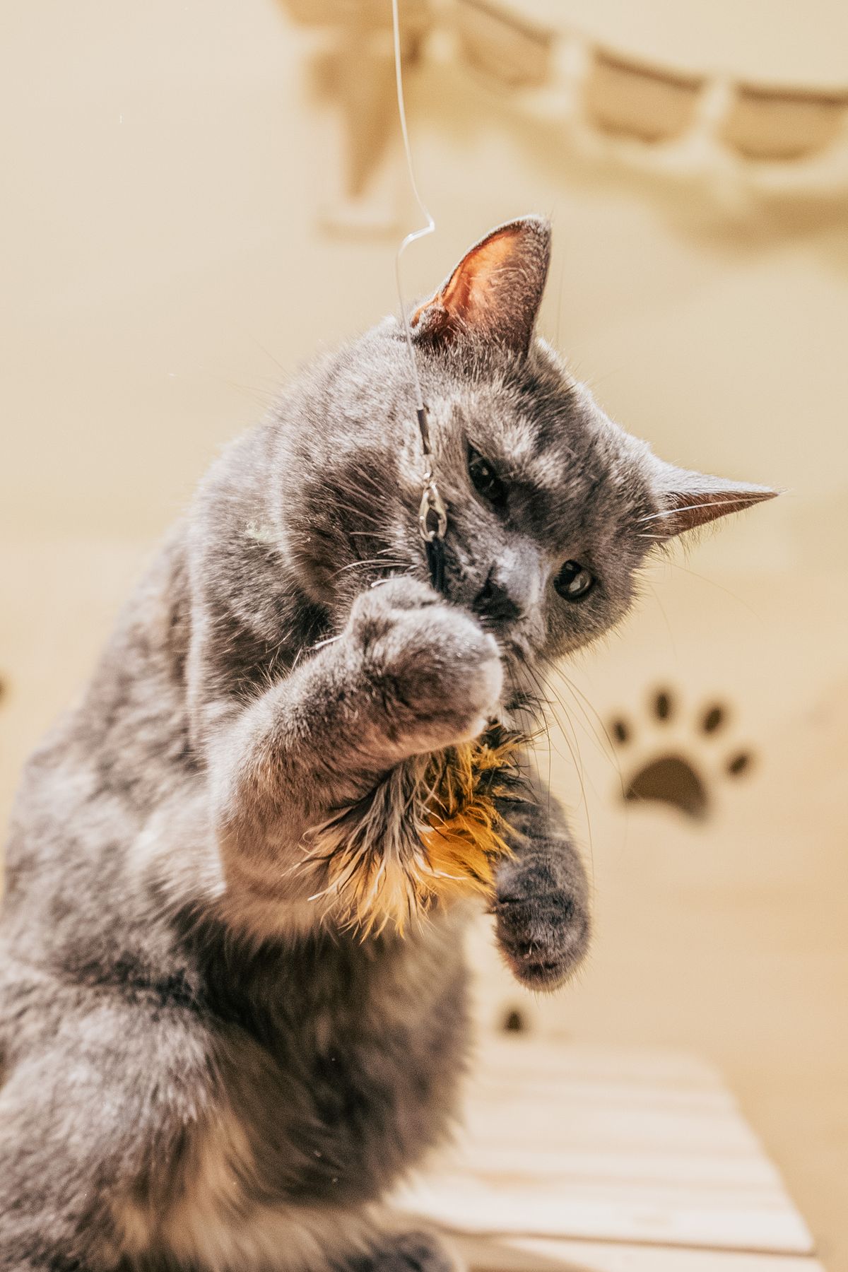 Gray cat playing with a feather toy in a cozy indoor room