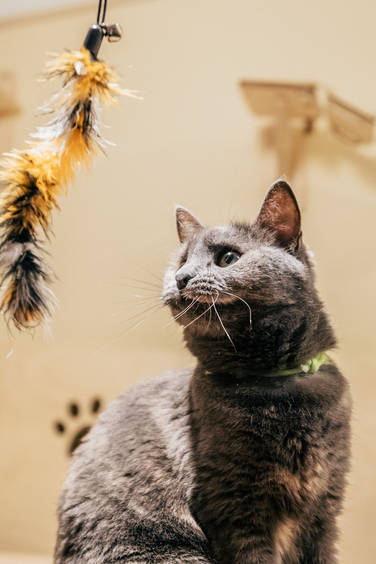 Gray cat playfully reaching toward a feather toy in a cozy home interior