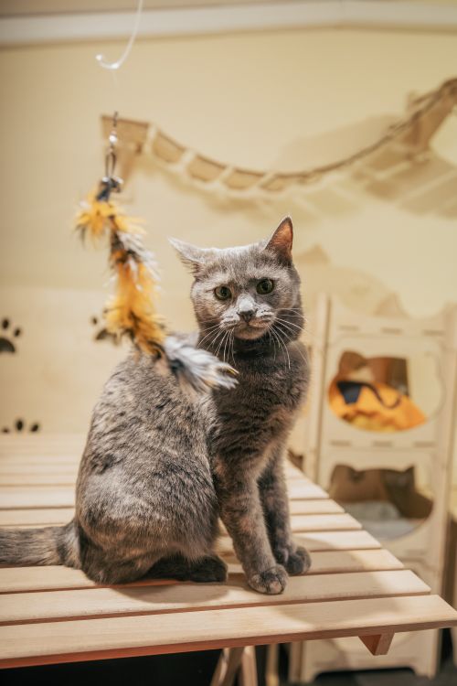 Free Gray cat playing with a feather toy indoors. Cozy and curious scene. Stock Photo