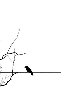 crow photo