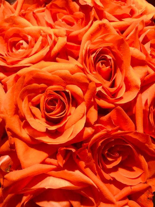Free A stunning collection of vivid orange roses in full bloom, highlighting their rich texture and color. Stock Photo