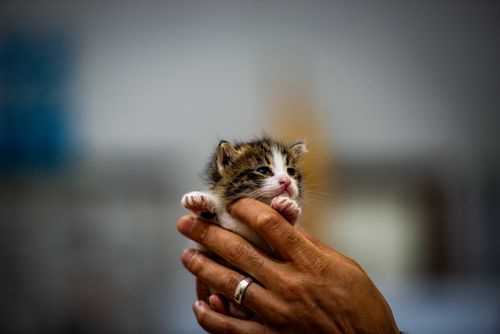 Free A tiny, adorable tabby kitten being gently held in human hands, against a blurred indoor background. Stock Photo