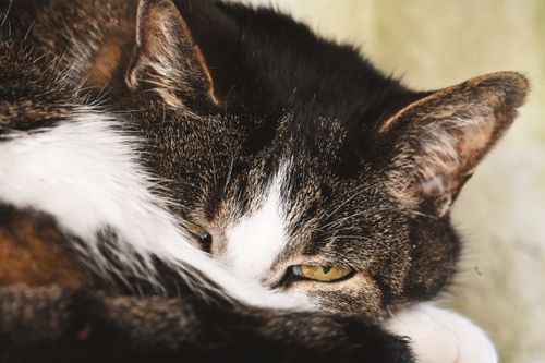 Free A close-up image of a tabby cat resting, highlighting its eyes in soft focus. Stock Photo