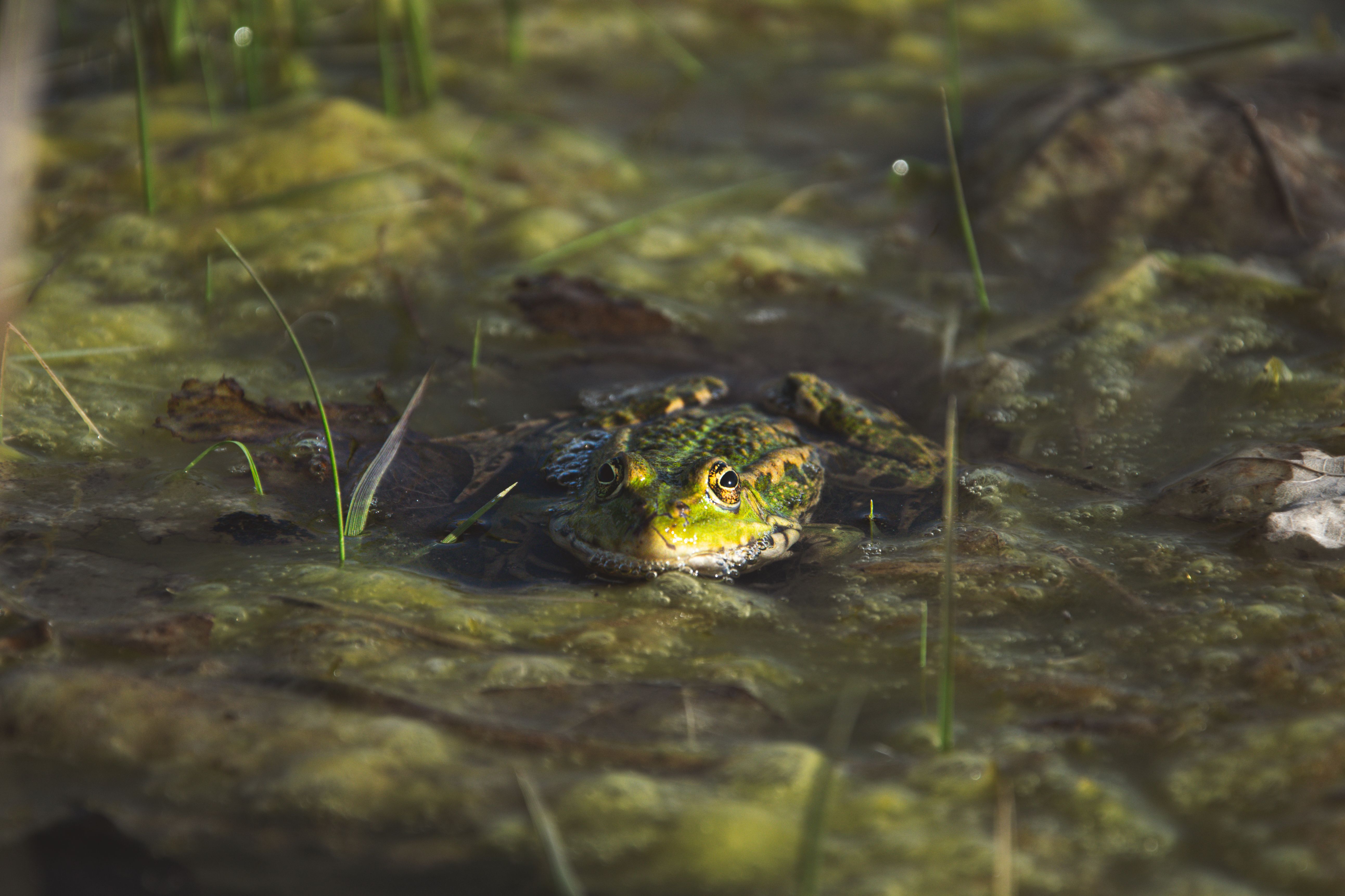 Frog Peeking Out from Below the Water Surface · Free Stock Photo