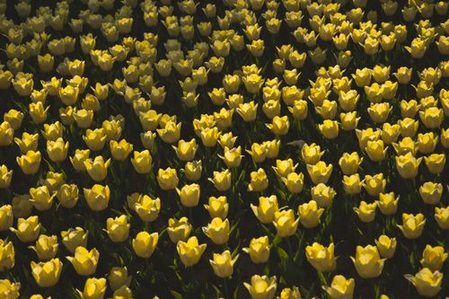 Free An expansive view of yellow tulips in full bloom in an outdoor garden setting. Stock Photo