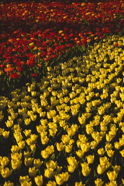 Free A stunning display of red and yellow tulips in full bloom, captured during sunset in Ukraine. Stock Photo