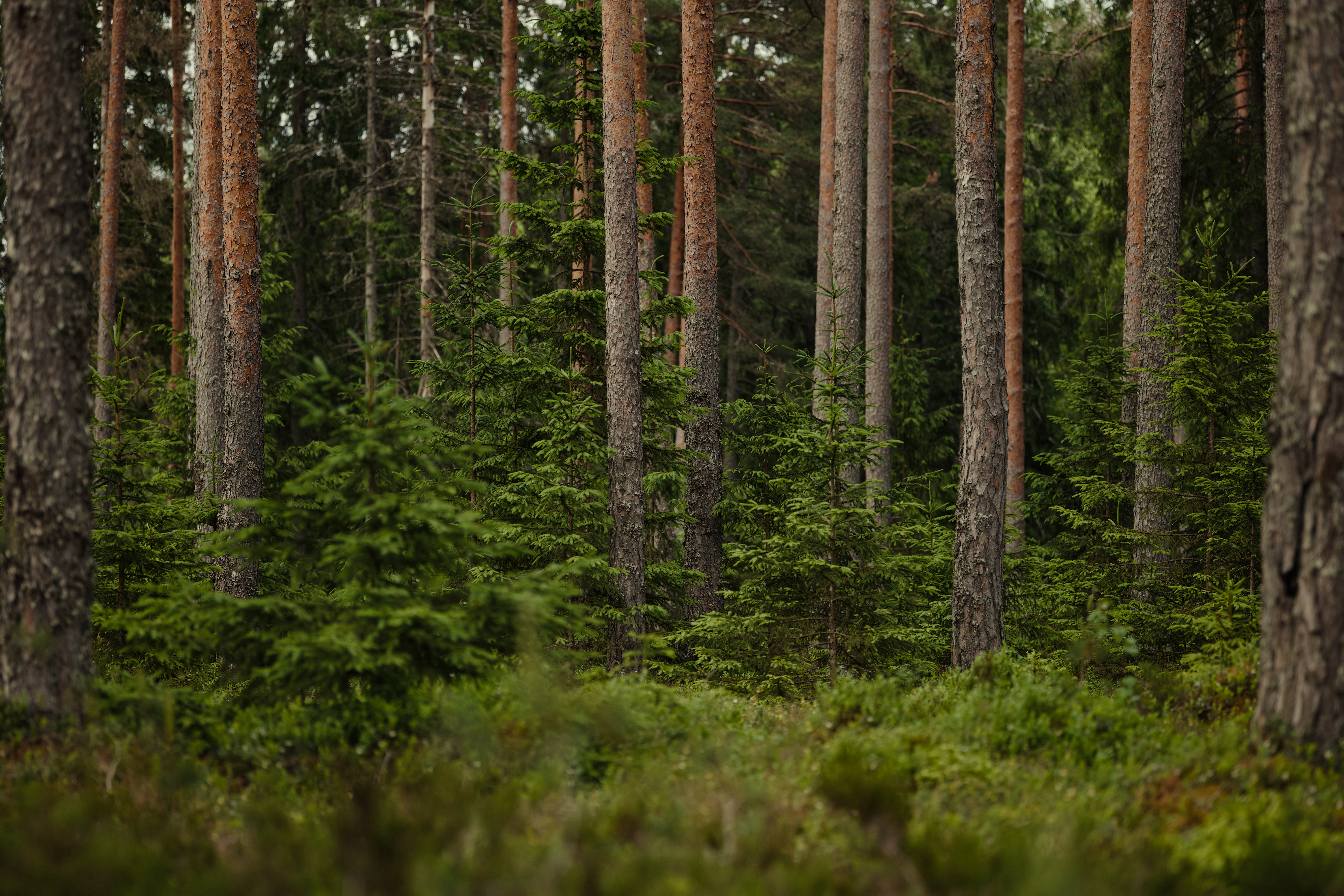 Tiheä vihreä metsä