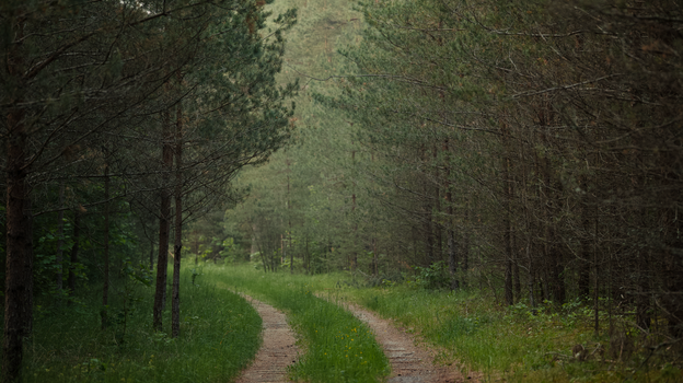 A tranquil forest trail winding through lush greenery, perfect for nature walks and digital detox.