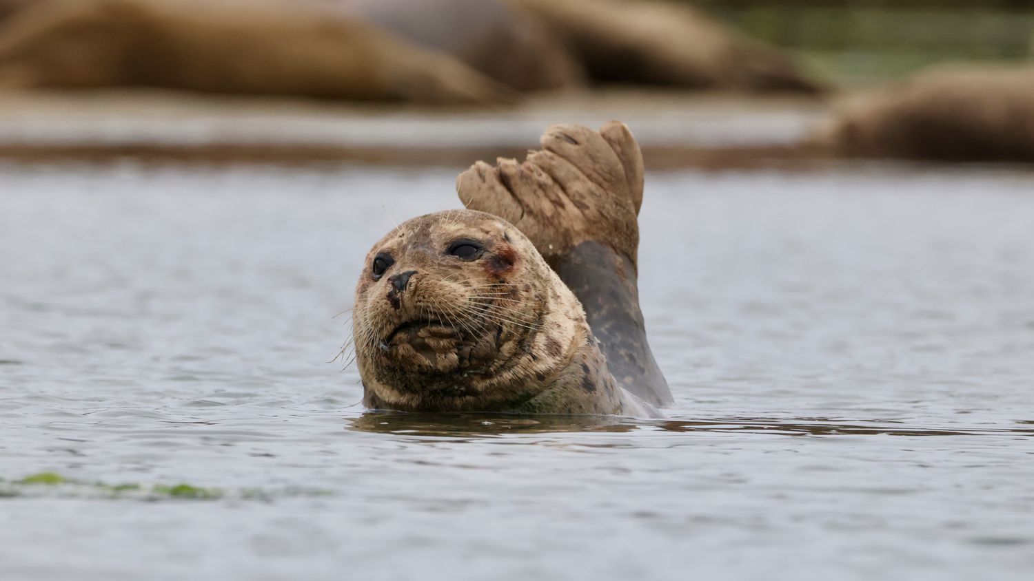 Animal Waving Photos, Download The BEST Free Animal Waving Stock Photos ...