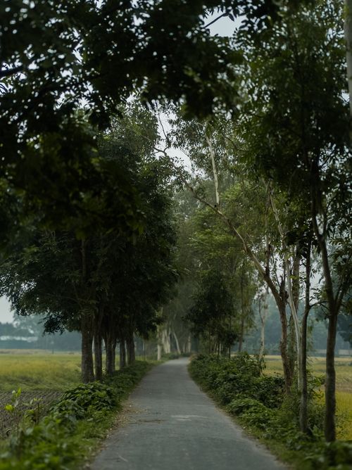 Free A tranquil rural road stretches forward, flanked by lush trees on a peaceful day. Stock Photo