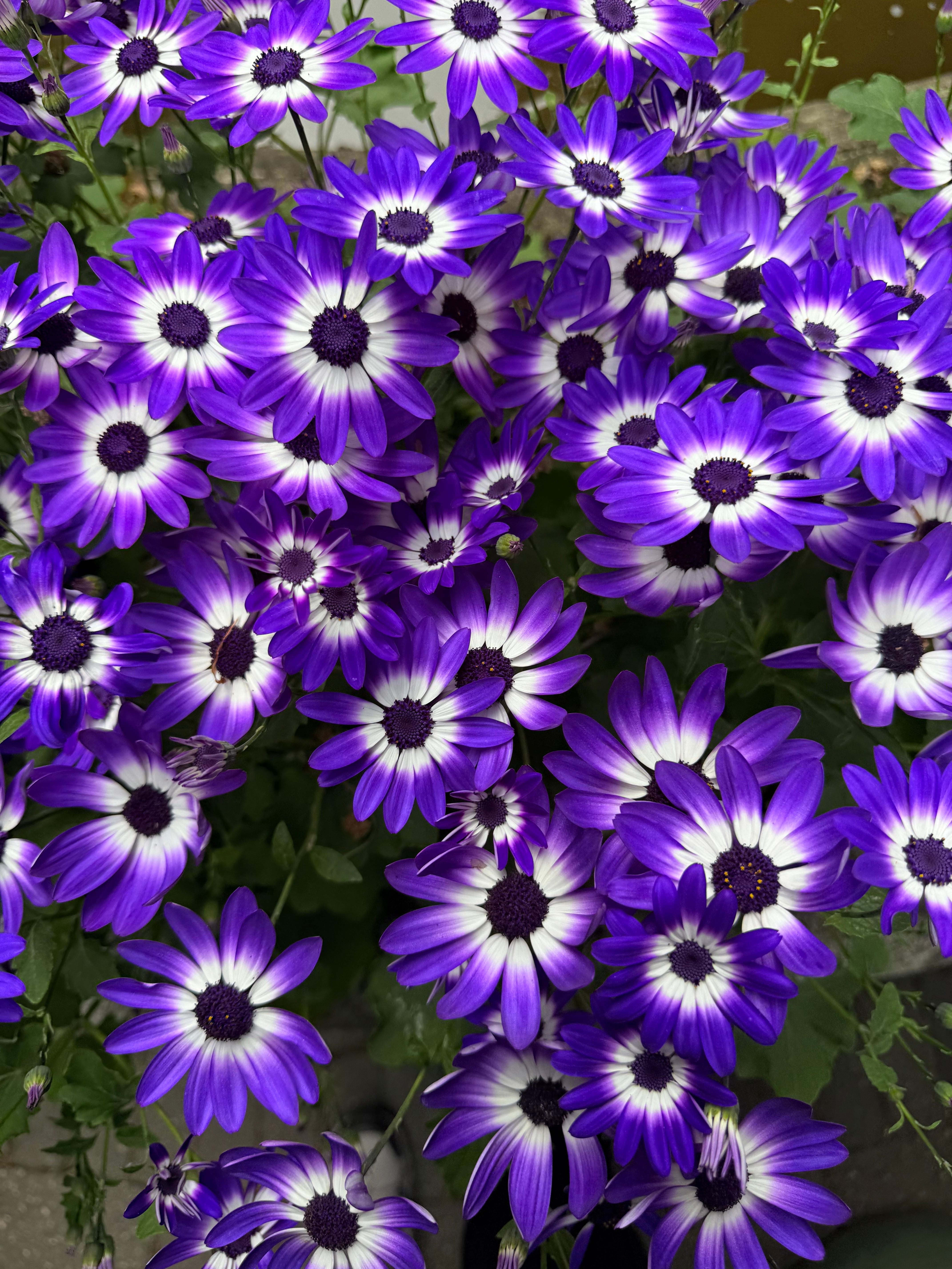 [ColoSach]-a-stunning-cluster-of-vibrant-blue-purple-cineraria-flowers-in-full-bloom,-showcasing-their-striking-white-centers.