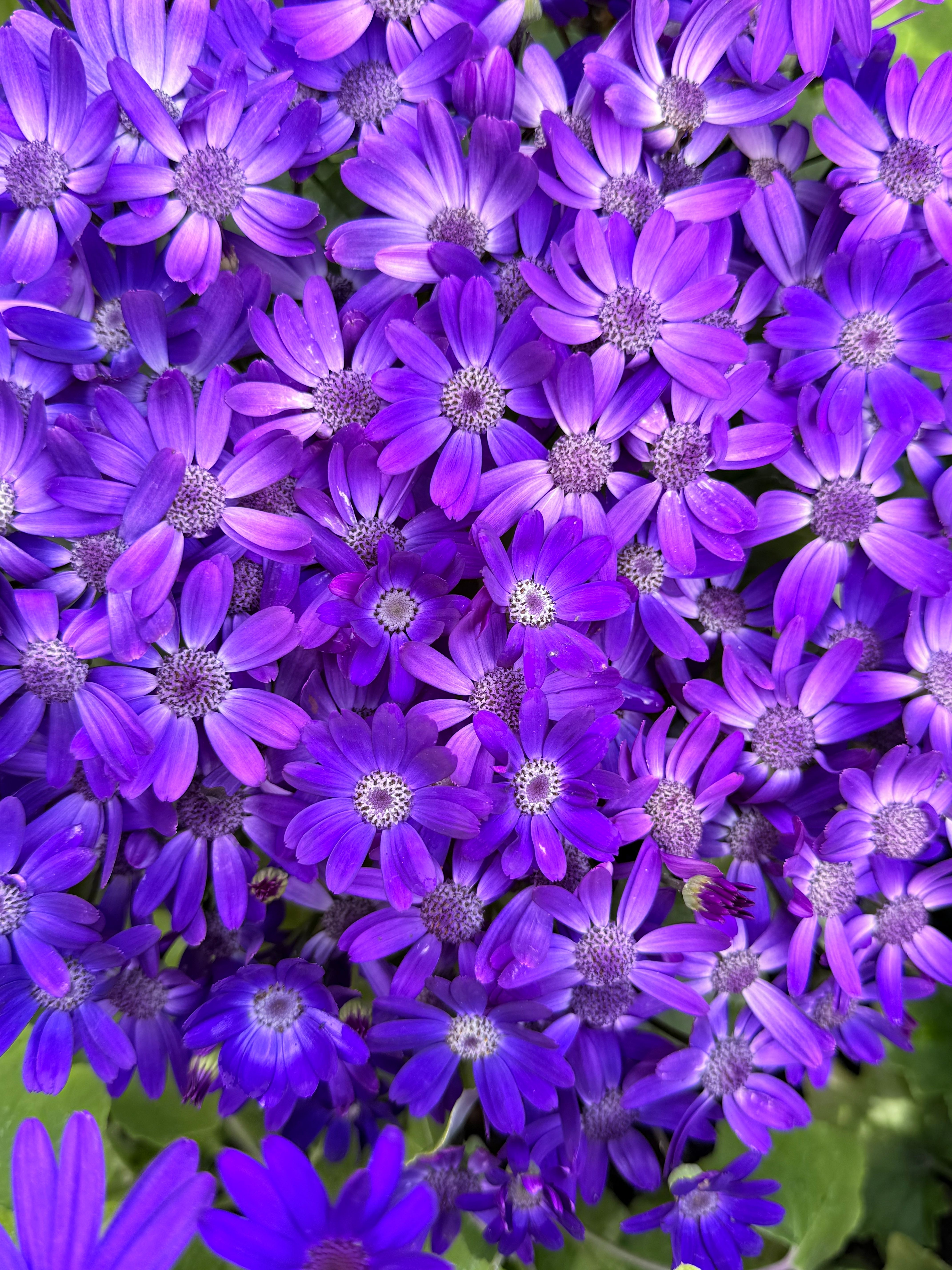 [ColoSach]-a-stunning-cluster-of-purple-pericallis-flowers-showcasing-vivid-colors-and-intricate-details.