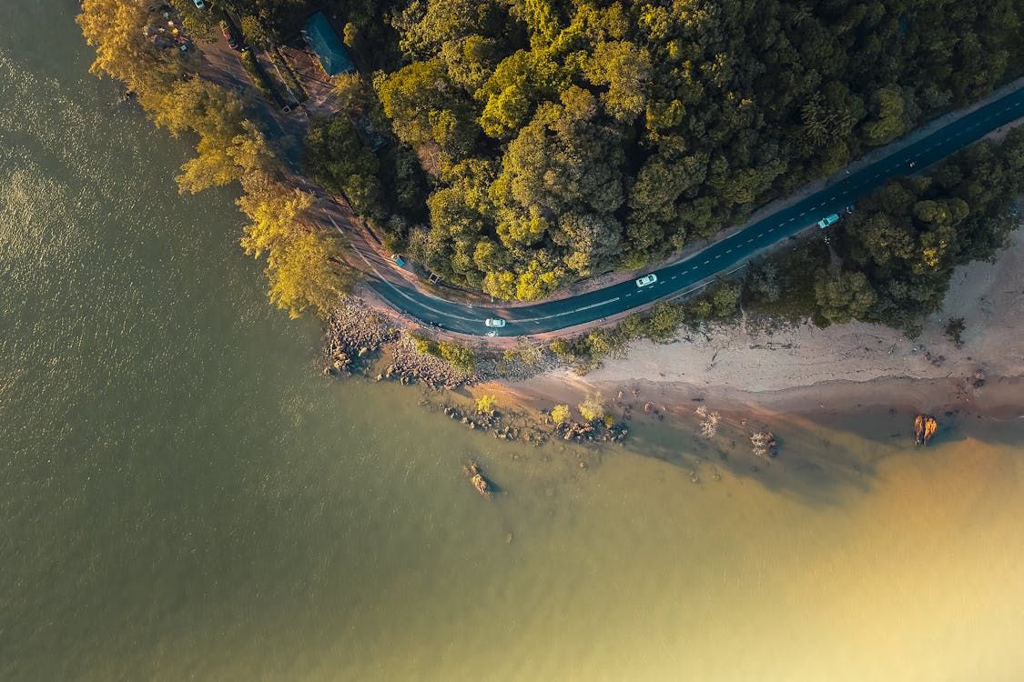 Aerial View of Green Trees and Road Beside Body of Water