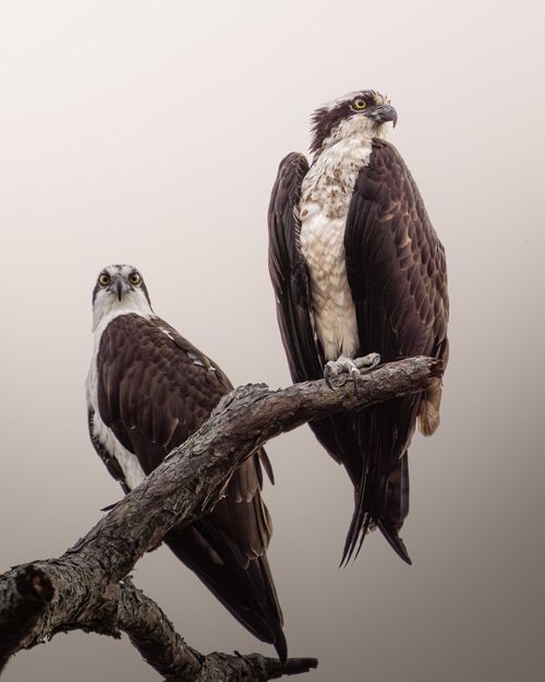 Free A pair of ospreys perched on a tree branch against a clear sky. Stock Photo