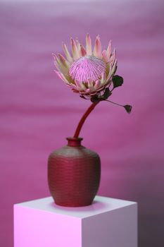 A striking King Protea flower displayed in a rustic textured vase with a pink background.