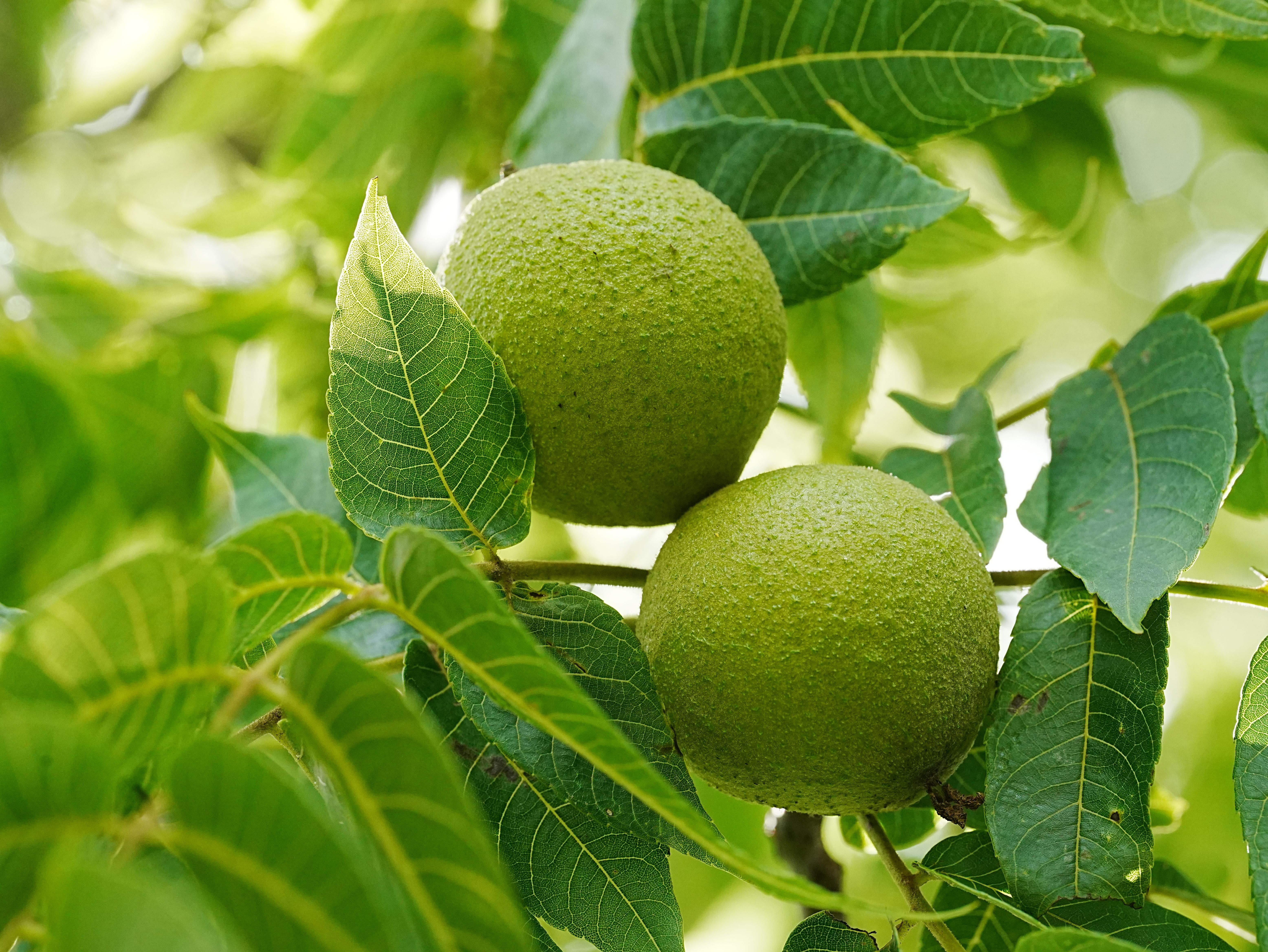 Walnut