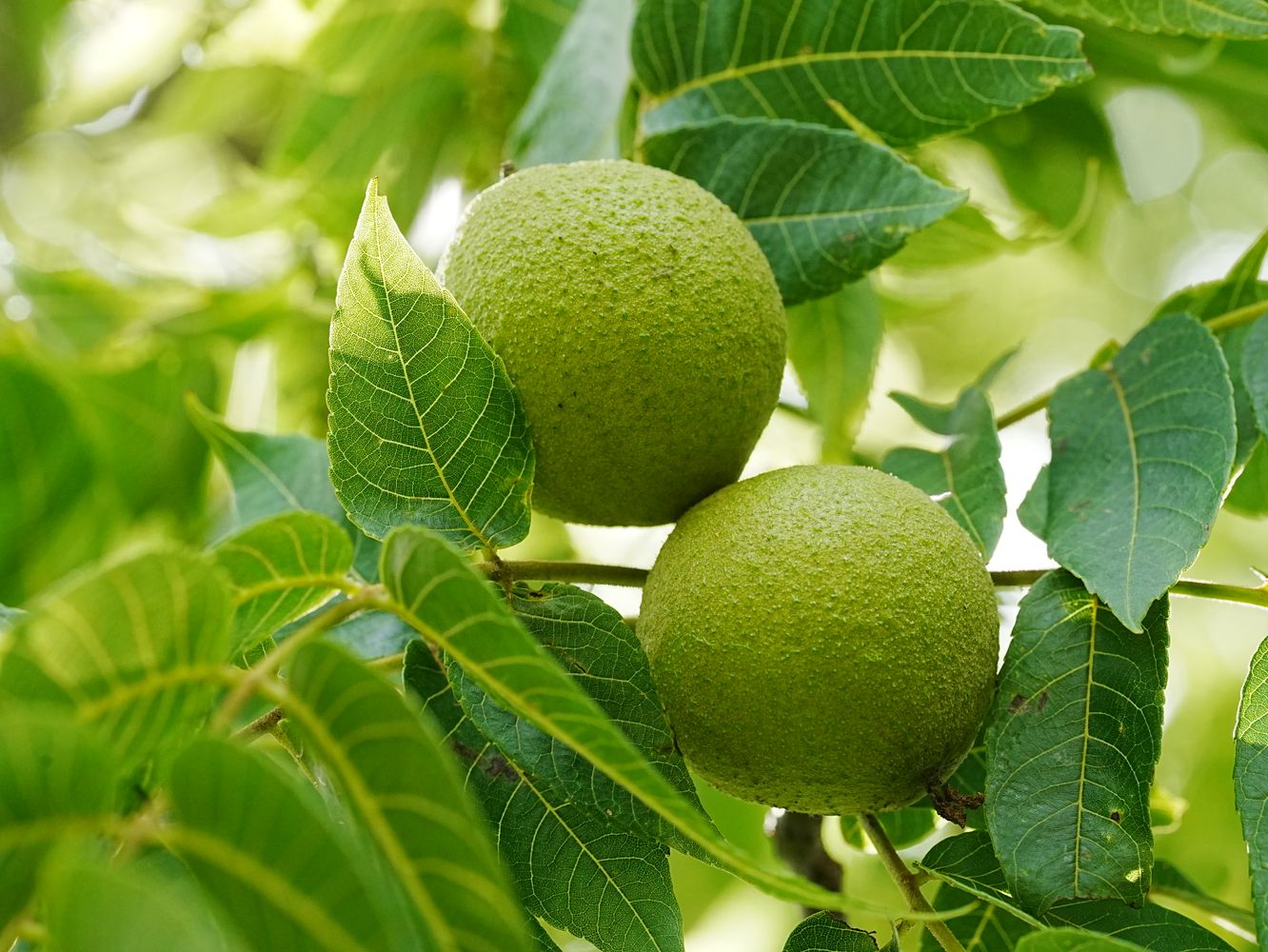 African Walnut Tree Photos, Download The BEST Free African Walnut Tree ...