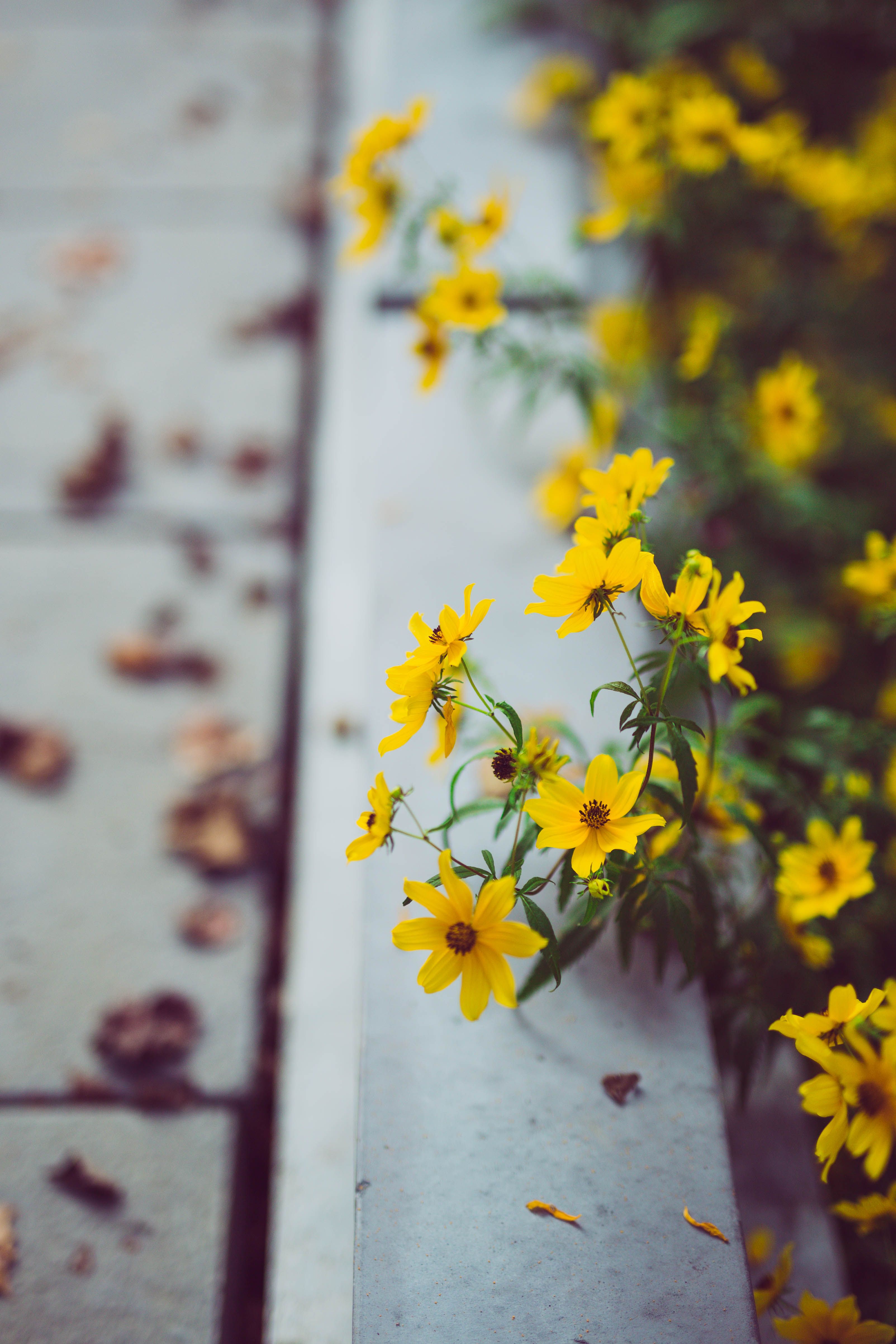 [ColoSach]-bright-yellow-wildflowers-bloom-alongside-a-concrete-path-in-a-serene-outdoor-setting.