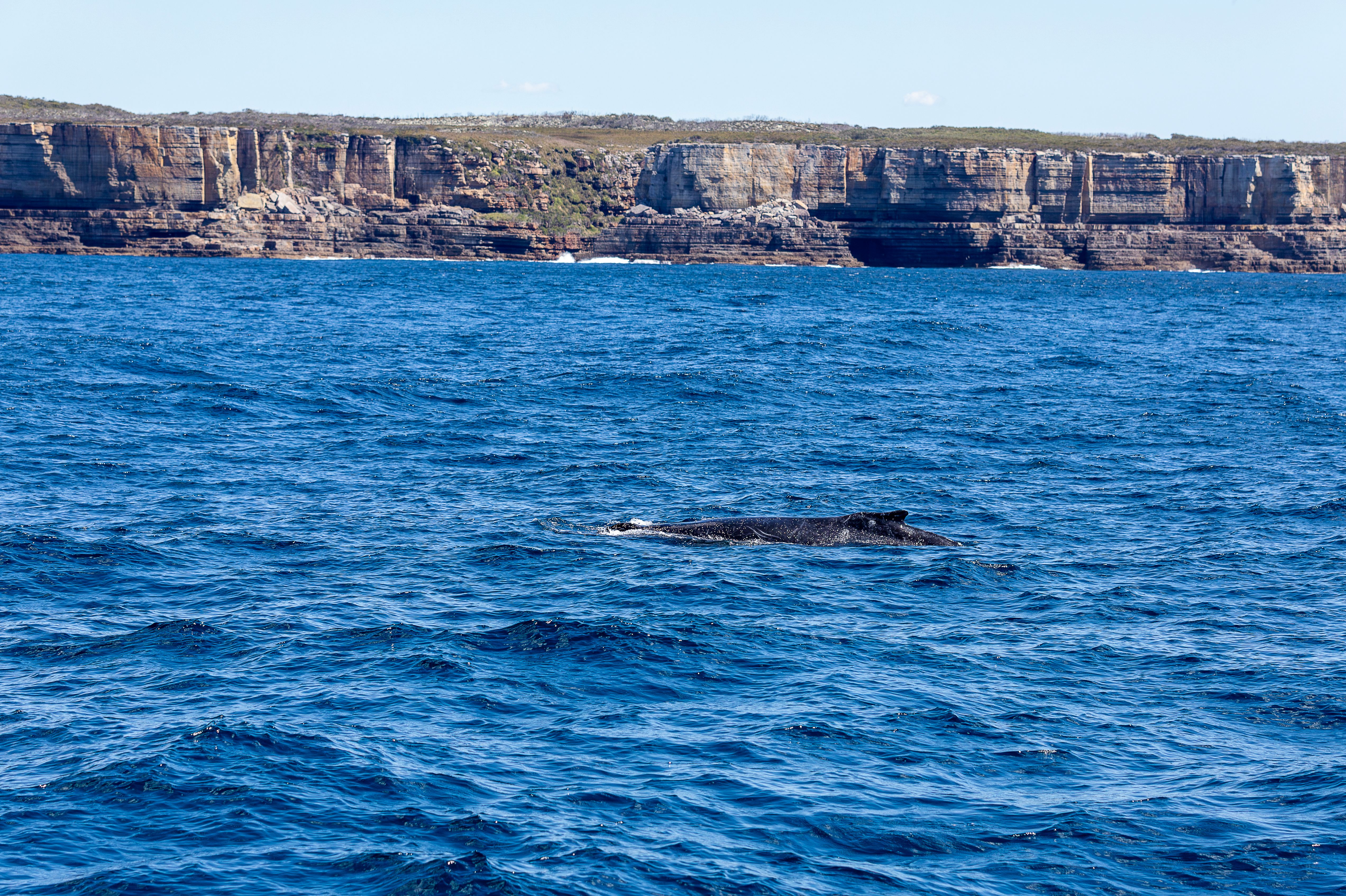 Boulders Beach to Hermanus: the coastal wildlife route