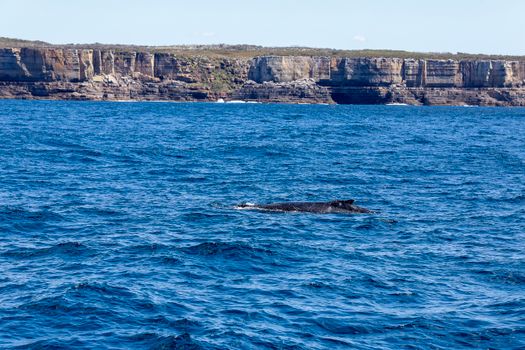 Humpback whale swimming in the ocean against the rugged coastline of New South Wales, Australia.
