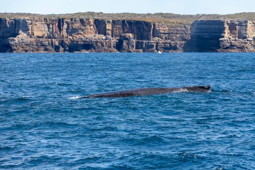 Free A majestic humpback whale surfaces in the blue waters off New South Wales, Australia, against scenic cliffs. Stock Photo