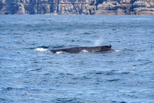 Whale watching Hermanus (season) — Cape Town