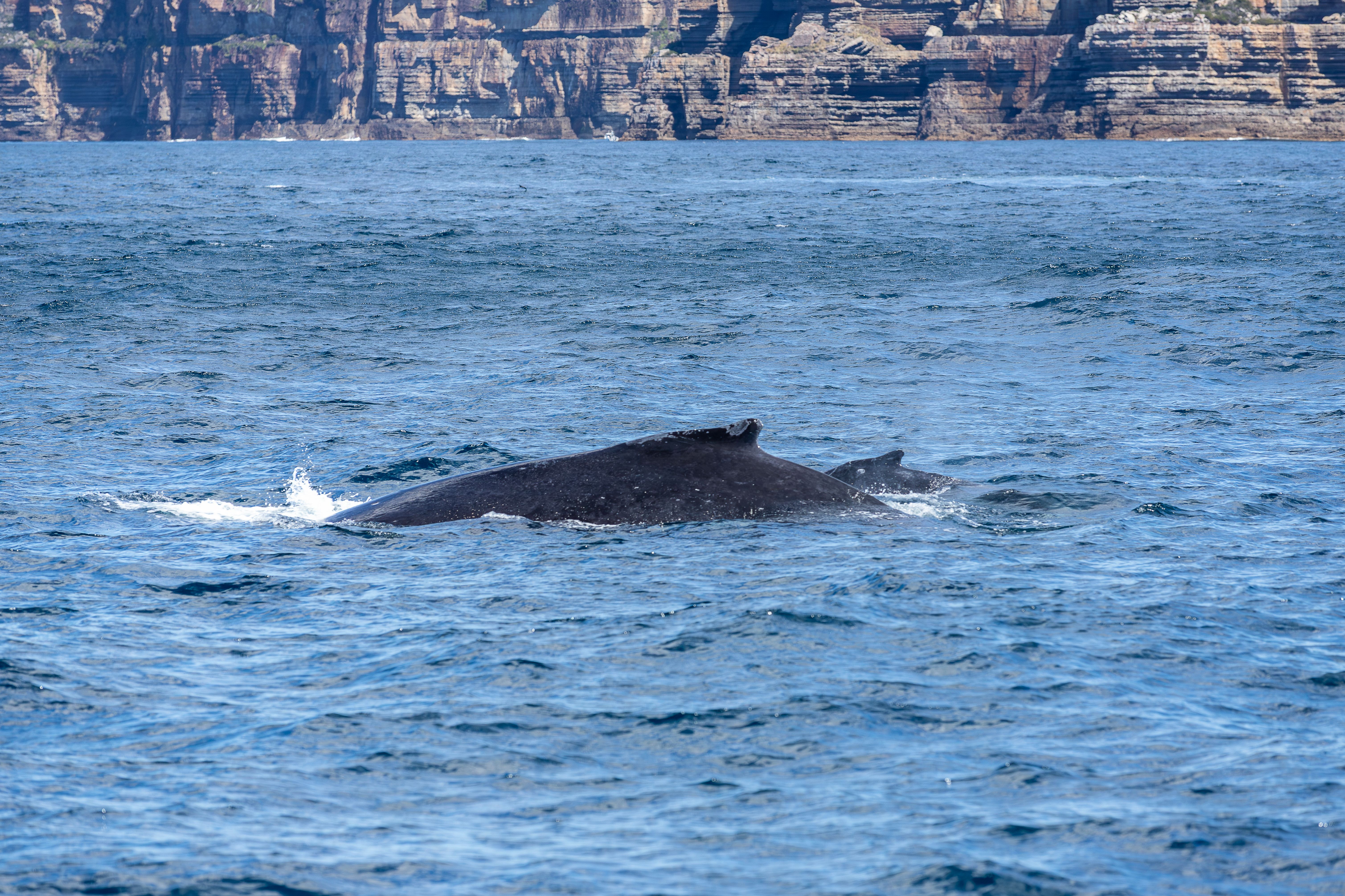 long humpback whale moms