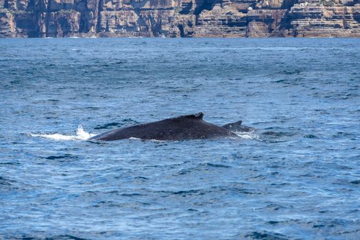 Humpback whales swimming near cliffs in New South Wales, Australia.