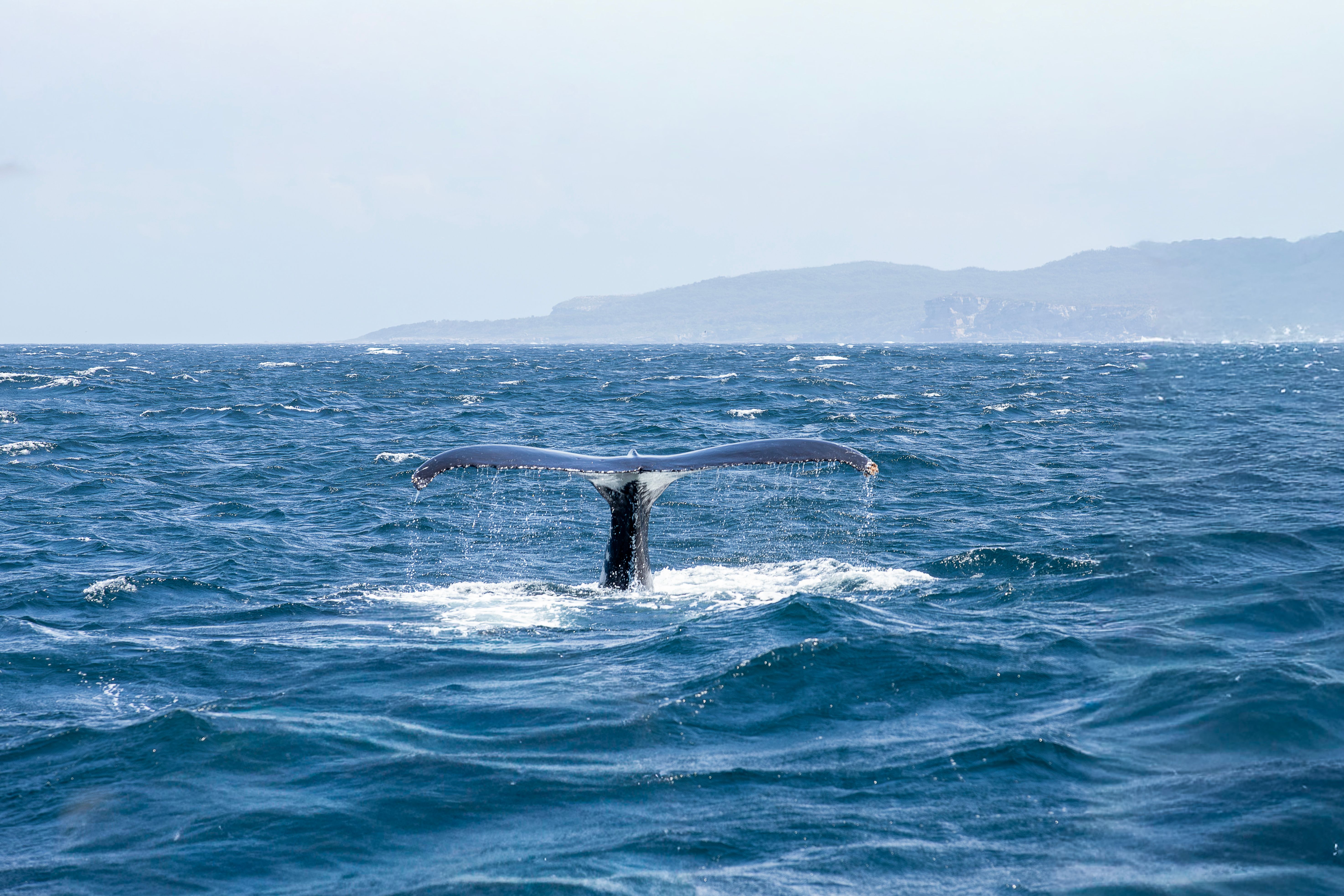 Whale swimming along rocky Pacific coastline during migration journey