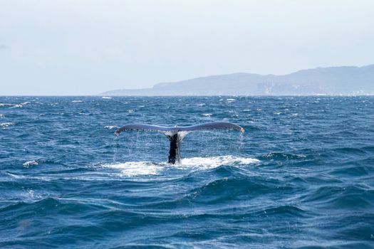 Ishigaki whale shark snorkel — Okinawa
